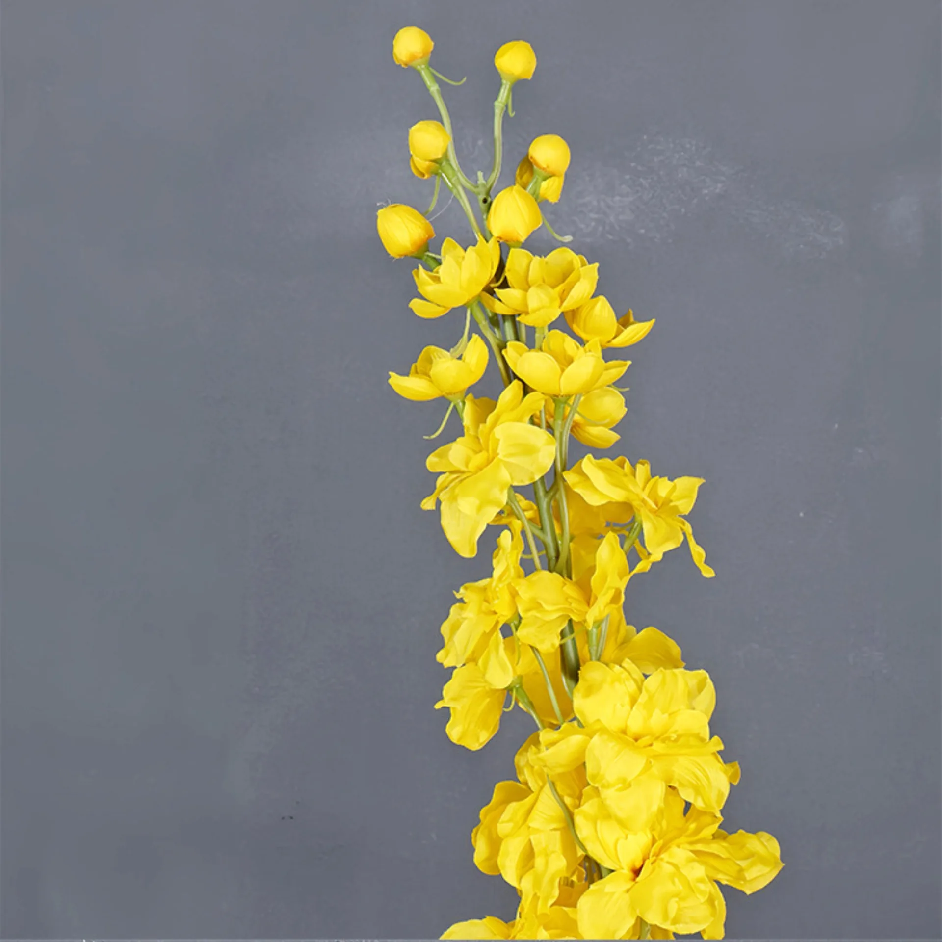 Delphinium – tige florale en s - Photography Hotel avis et prix